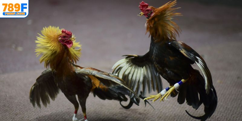 5 sảnh cược gà chọi 789F nổi tiếng