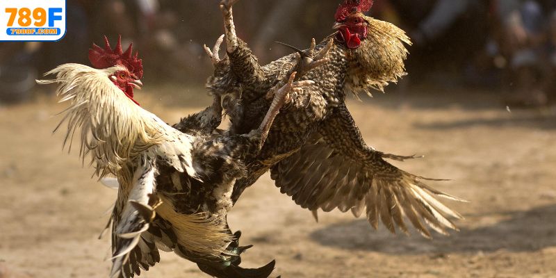 Các giống gà chọi đá hay nhất