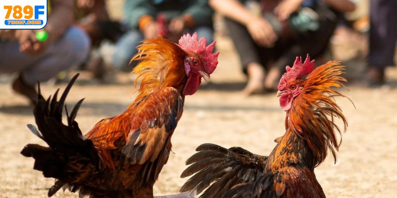 Các hình thức cược đá gà kịch tính