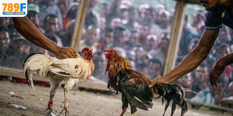 Các hình thức cược gà đá phổ biến