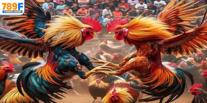 Đa dạng các thể loại đá gà theo sở thích để lựa chọn