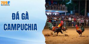 Bí Quyết Chơi Đá Gà Campuchia Dễ Thắng Cho Người Mới