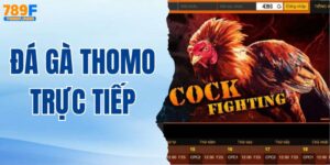 Mẹo Cược Đá Gà Thomo Trực Tiếp Dễ Thắng Cho Tân Binh