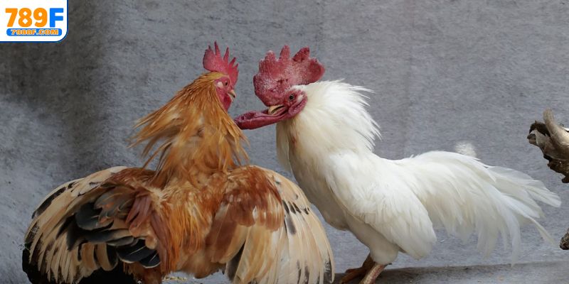 Đặt cược 1 lần nhiều cửa cực tiện lợi