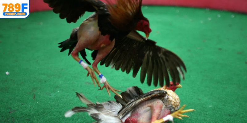 Hai trường đá nổi tiếng hiện nay