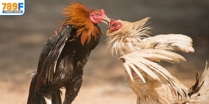 Lý do nên cược chọi gà tre tại 789F