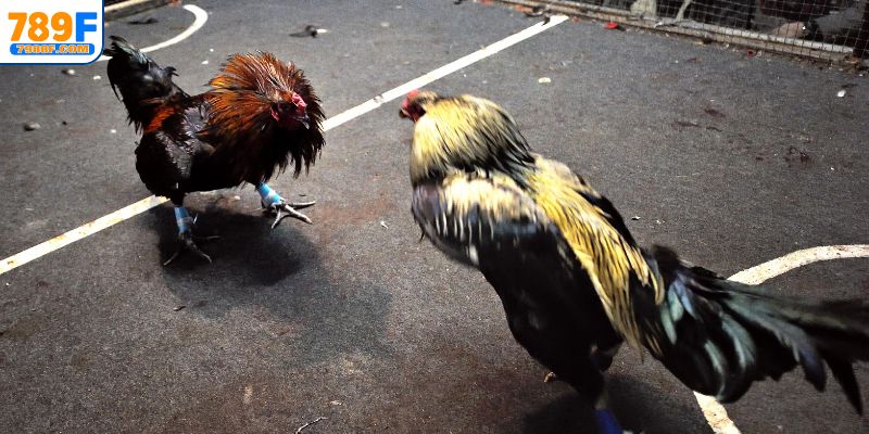 Mẹo cược gà đá trực tuyến chuẩn