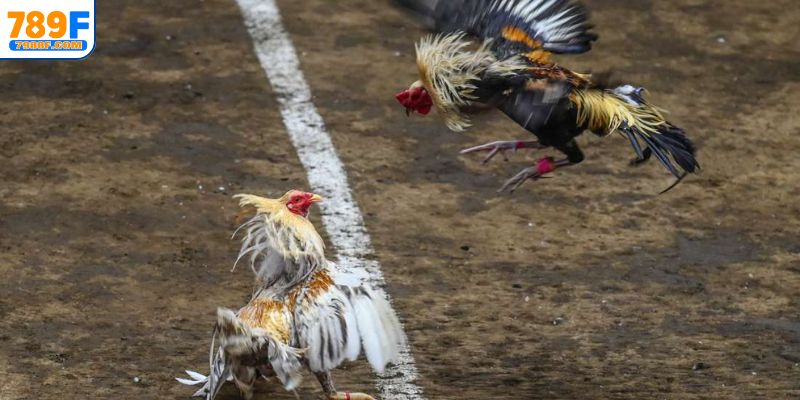 Quy định của một trận đá gà tre thông thường