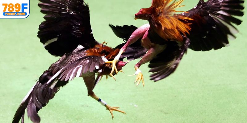 Tìm hiểu luật cược đá gà chọi chuẩn