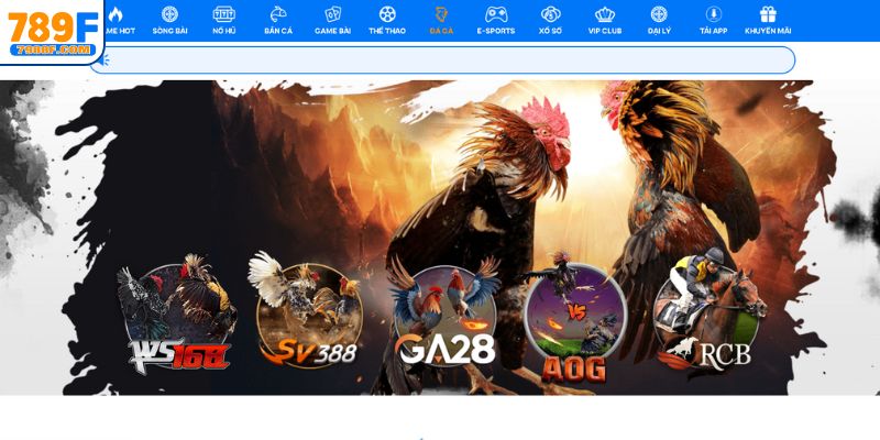 Xem trực tiếp gà chọi miễn phí tại 789F