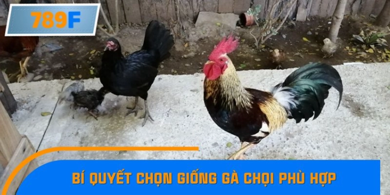 Các bí quyết chọn giống gà chọi của cao thủ kỳ cựu
