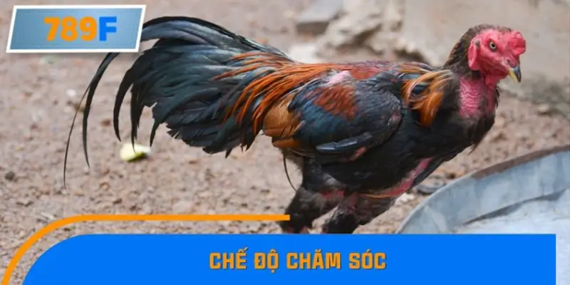 Chế độ chăm sóc