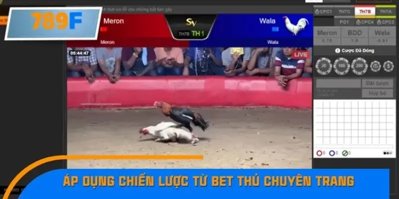 Chiến lược cá cược hiệu quả với gà cựa sắt