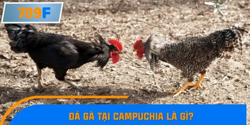 Đá gà tại Campuchia là gì?