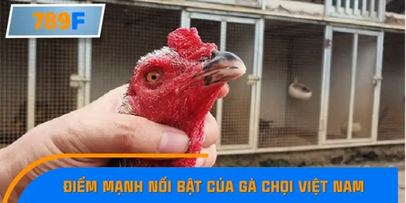 Điểm mạnh nổi bật của gà chọi Việt Nam