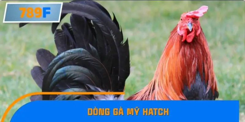 Dòng gà Mỹ Hatch