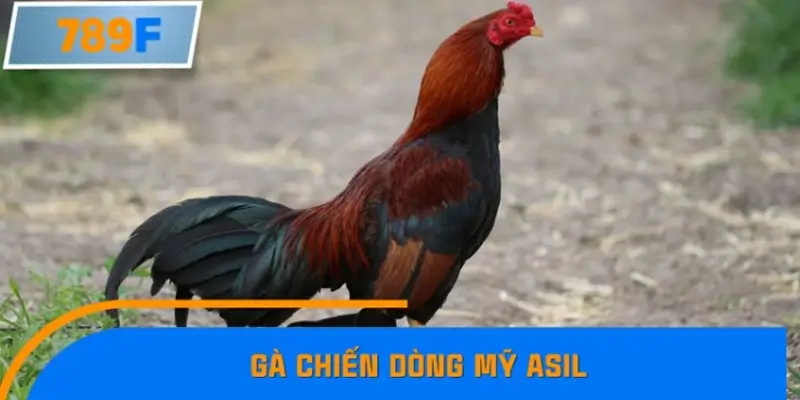 Gà chiến dòng Mỹ Asil