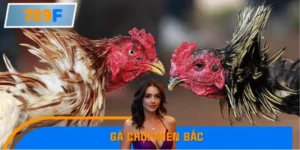 Gà Chọi Miền Bắc Thắng Liền 10 Độ – Tin Cực Hot