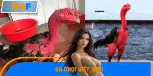 Gà Chọi Việt Nam Vươn Tầm Châu Lục