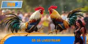 Giới Trẻ Mê Mẩn Đá Gà Livestream