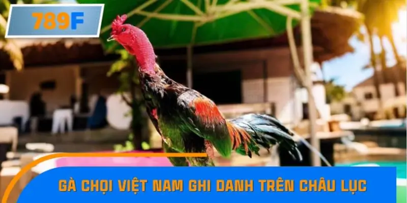 Hành trình gà chọi Việt Nam ghi danh trên châu lục