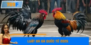 Luật Đá Gà Quốc Tế 2025 Có Điểm Mới