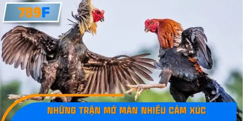 Những trận mở màn nhiều cảm xúc