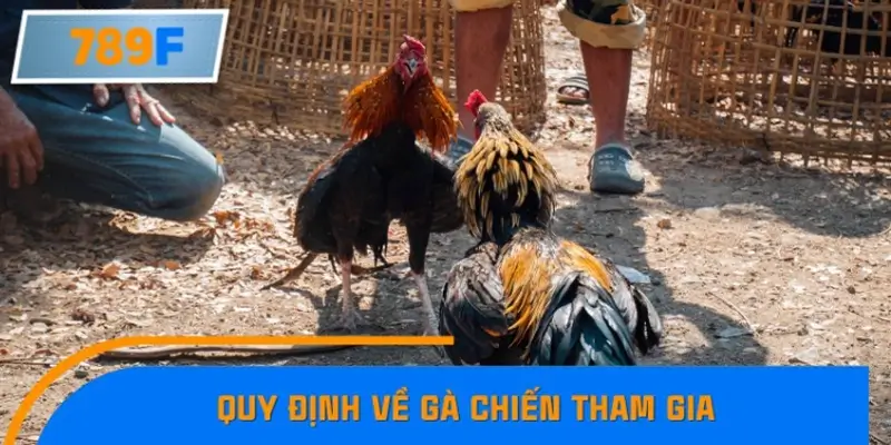 Quy định và luật đá gà Campuchia mới nhất hiện nay