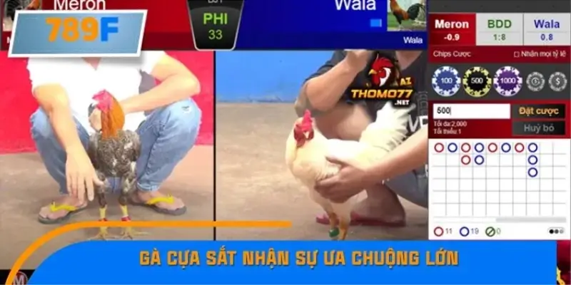 Tại sao gà cựa sắt trở thành “con bài” sáng giá?