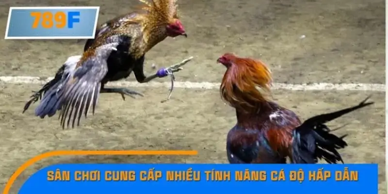 Vì sao bet thủ nên chọn đá gà cựa sắt tại 789F