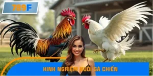 Kinh nghiệm quý báu từ sư kê nổi tiếng – Bí quyết và câu chuyện thực tế