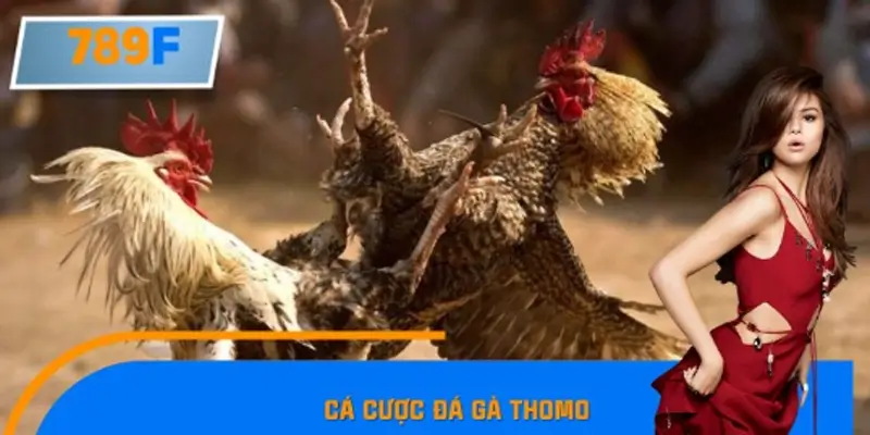 Cá Cược Đá Gà Thomo Tại 789F – Sân Chơi Hấp Dẫn Nhất 2025