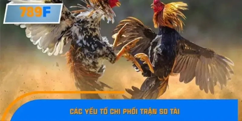 Cách đặt cược kèo đá gà nòi một cách hiệu quả