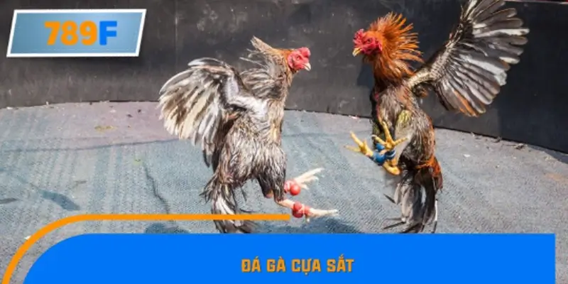 Đá gà cựa sắt