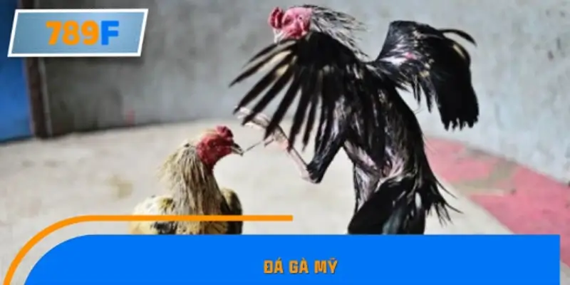 Đá gà Mỹ