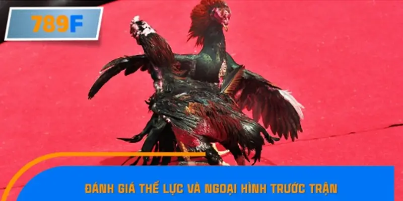 Đánh giá thể lực và ngoại hình trước trận