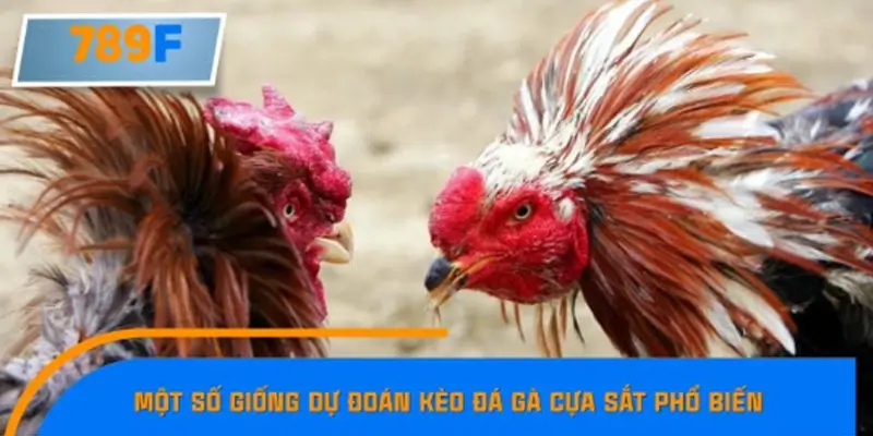 Dự đoán kèo đá gà cựa sắt tre Asil Dự đoán kèo đá gà cựa sắt tre Asil