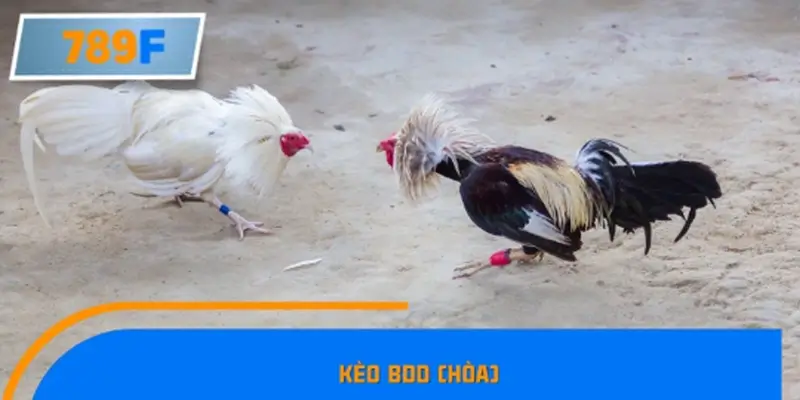 Kèo BDD (Hòa)