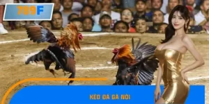 Kèo Đá Gà Nòi Hấp Dẫn Tại 789F