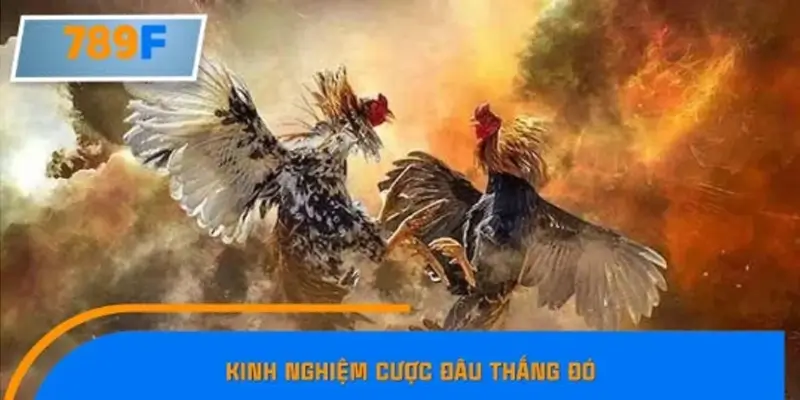 Kinh nghiệm chơi đá gà tre cho người mới bắt đầu