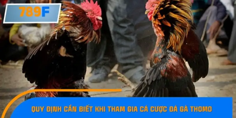 Luật thi đấu cơ bản