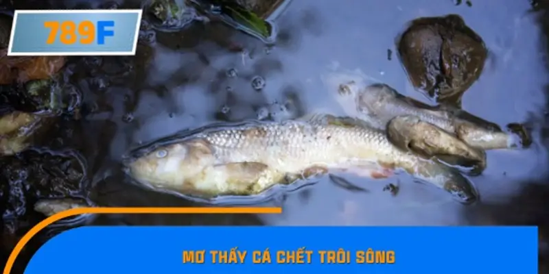 Mơ thấy cá chết trôi sông