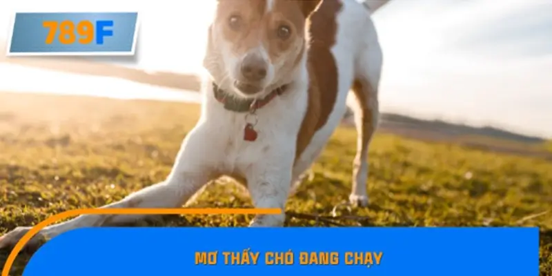 Mơ thấy chó đang chạy