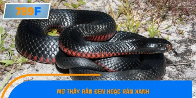 Mơ thấy rắn đen hoặc rắn xanh