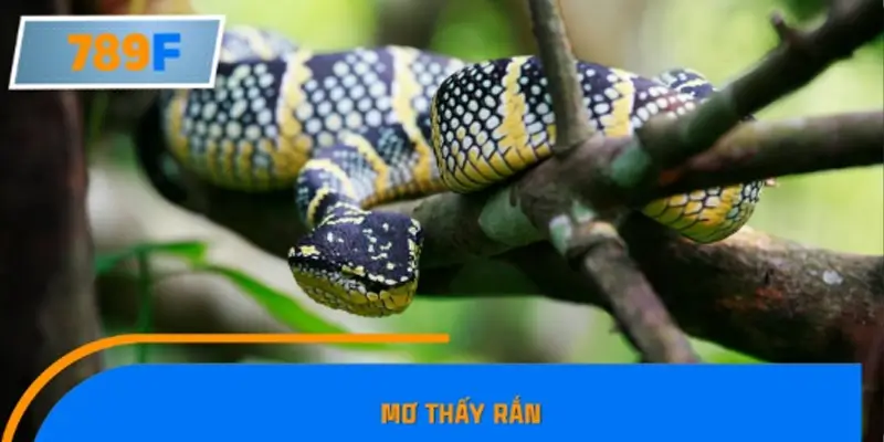 Ngủ mơ thấy rắn điềm gì?