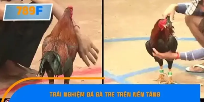 Trải nghiệm đá gà tre online tại nền tảng 789F