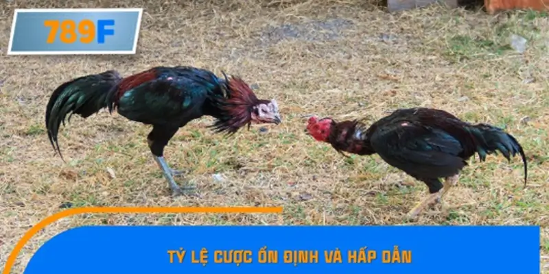 Tỷ lệ cược ổn định và hấp dẫn