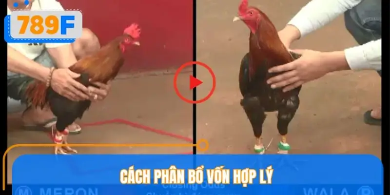 Cách phân bổ vốn hợp lý theo từng giai đoạn trận đá gà Cách phân bổ vốn hợp lý theo từng giai đoạn trận đá gà