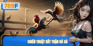 Chiến Thuật Bắt Trận Đá Gà Ở 789F: Nắm Nhịp, Đọc Thế Cực Dễ
