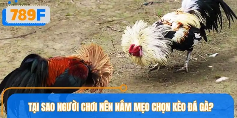 Lý do nên tìm hiểu mẹo chọn kèo đá gà trước khi xuống tiền